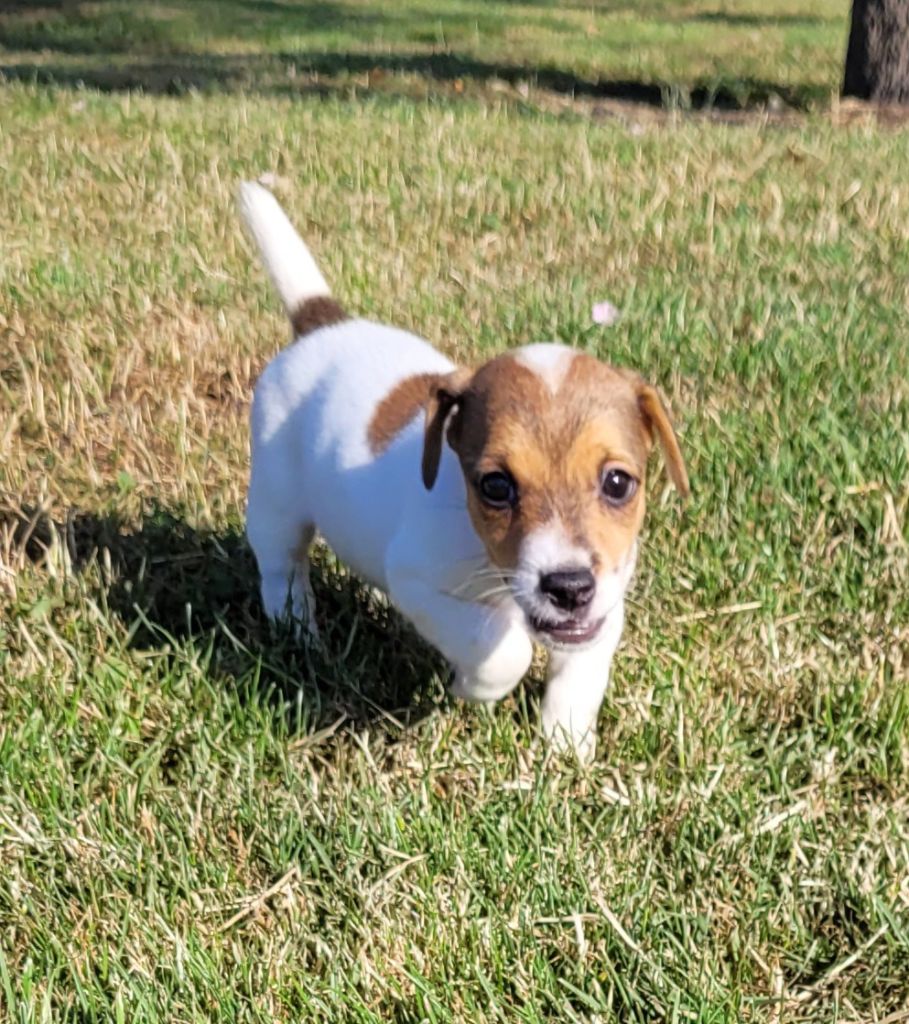 Des marais de courmont - Chiots disponibles - Jack Russell Terrier