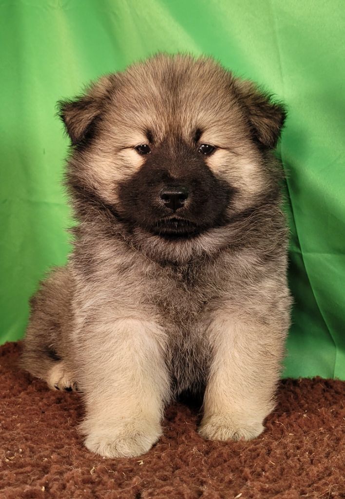 Des marais de courmont - Chiots disponibles - Eurasier