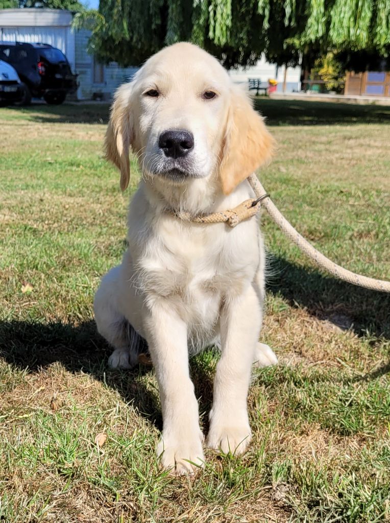 Des marais de courmont - Chiots disponibles - Golden Retriever