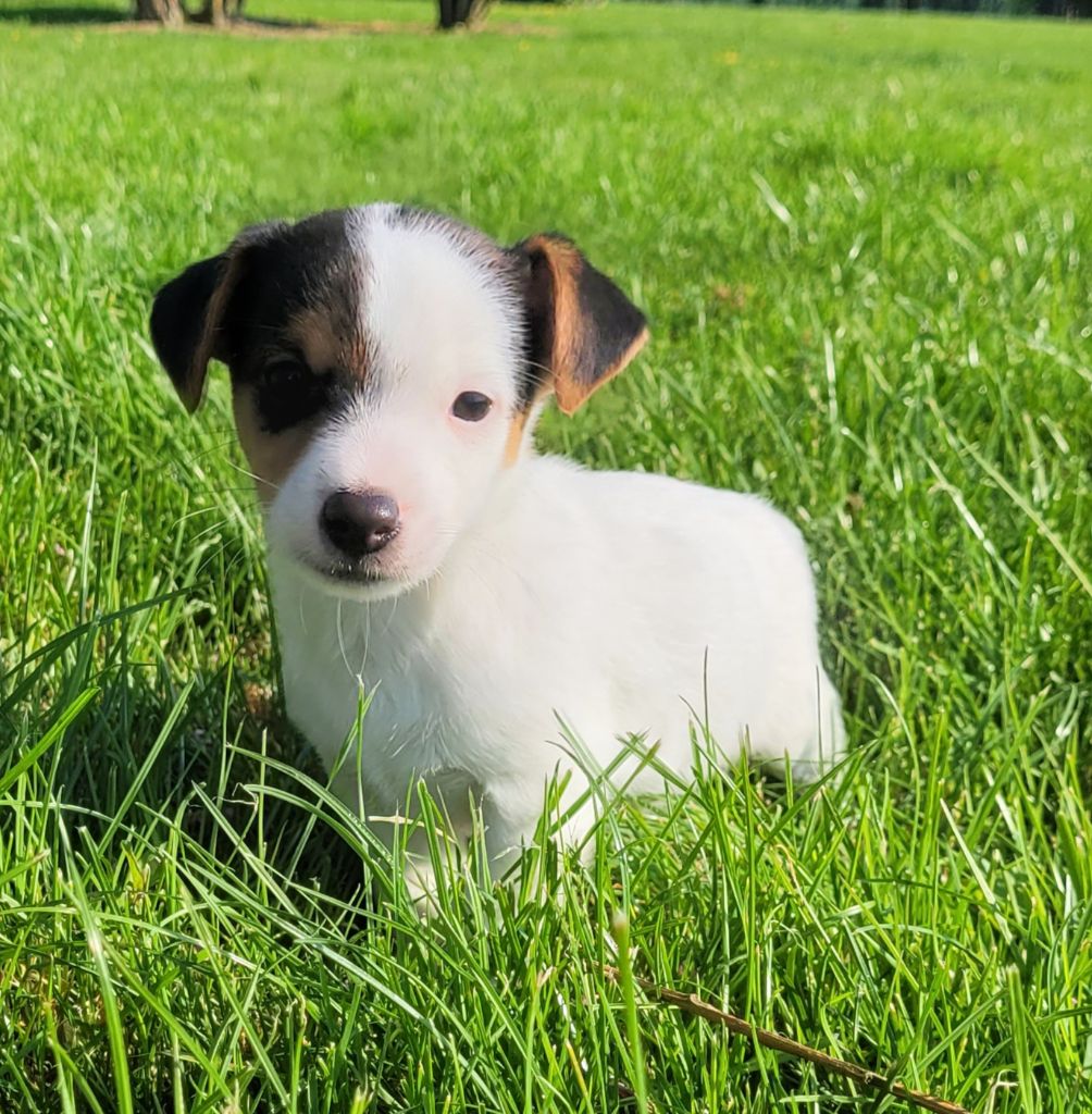 Des marais de courmont - Jack Russell Terrier - Portée née le 13/03/2025