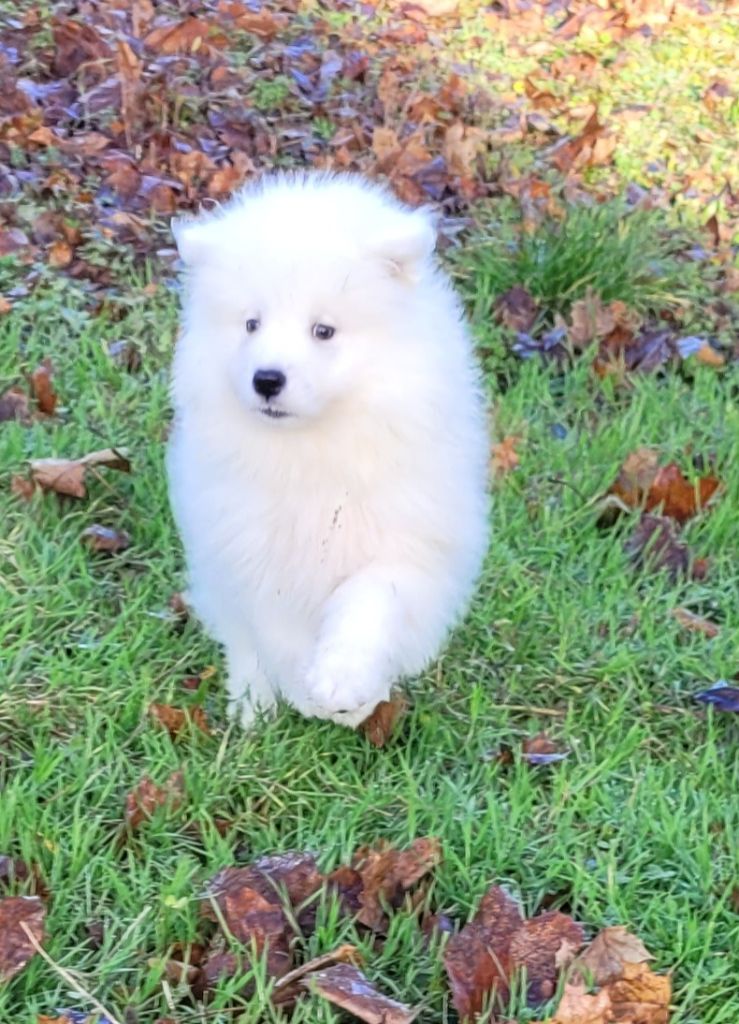 Des marais de courmont - Chiots disponibles - Samoyède