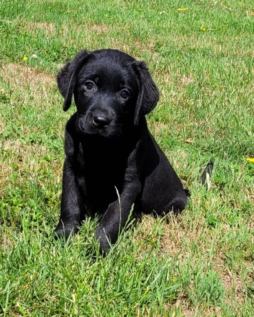 Des marais de courmont - Chiots disponibles - Labrador Retriever