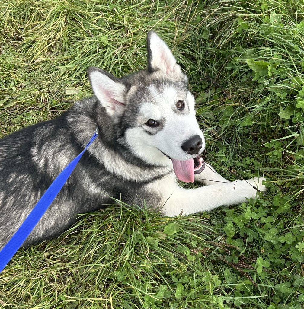 Des marais de courmont - Chiots disponibles - Alaskan Malamute
