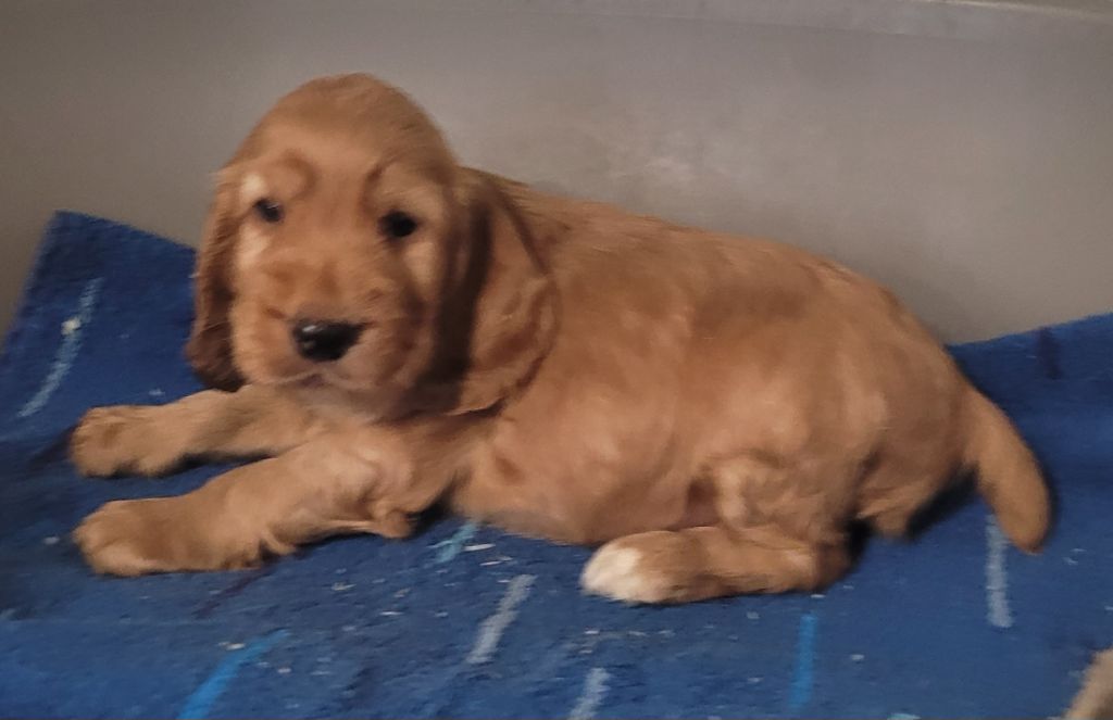 Des marais de courmont - Chiots disponibles - Cocker Spaniel Anglais