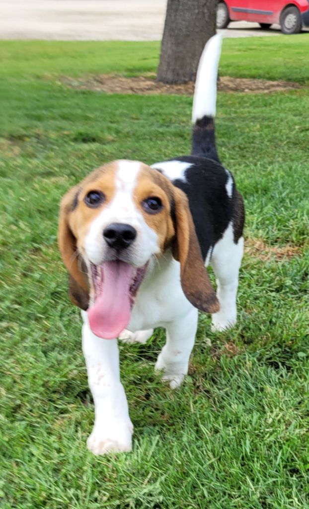 Des marais de courmont - Chiots disponibles - Beagle