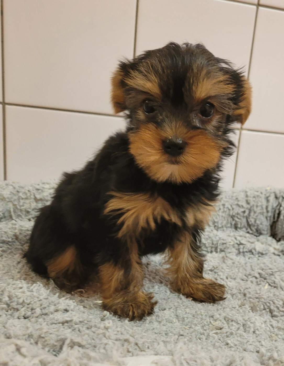 Des marais de courmont - Chiots disponibles - Yorkshire Terrier
