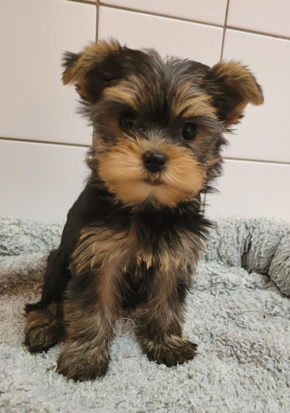 Des marais de courmont - Chiots disponibles - Yorkshire Terrier