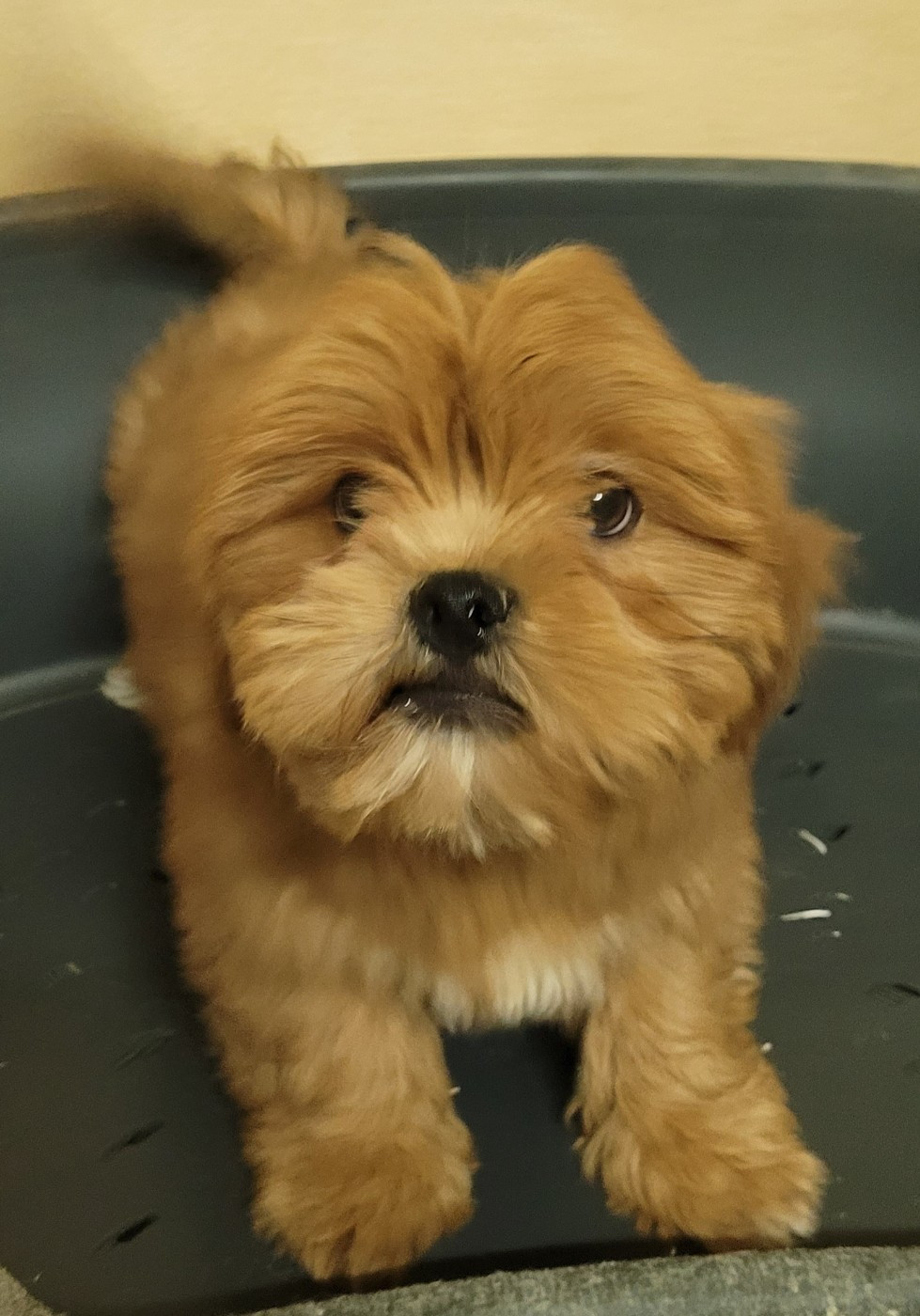 Des marais de courmont - Chiots disponibles - Lhassa Apso