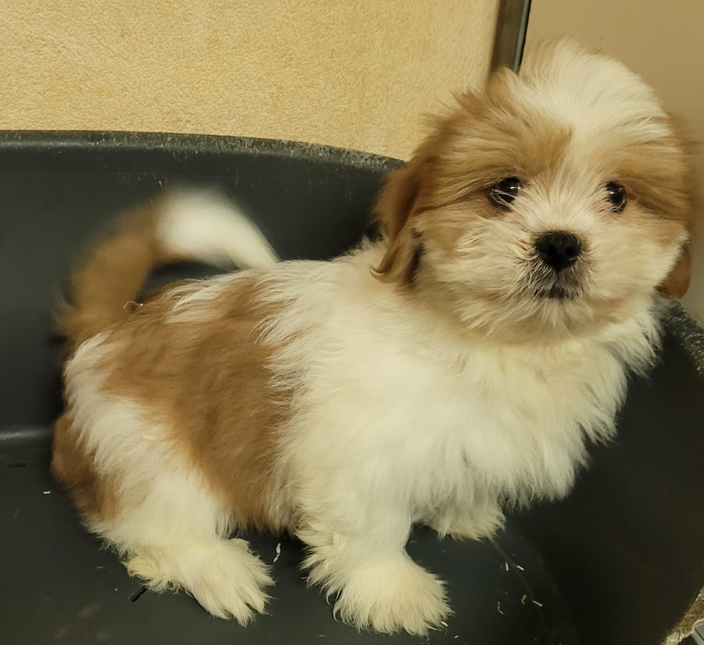 Des marais de courmont - Chiots disponibles - Lhassa Apso