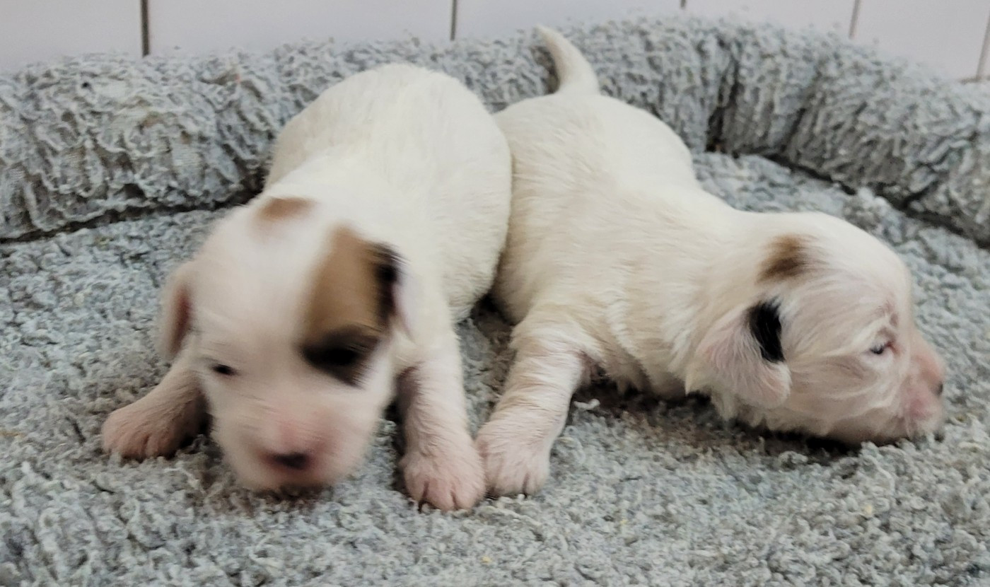 Des marais de courmont - Chiots disponibles - Coton de Tulear