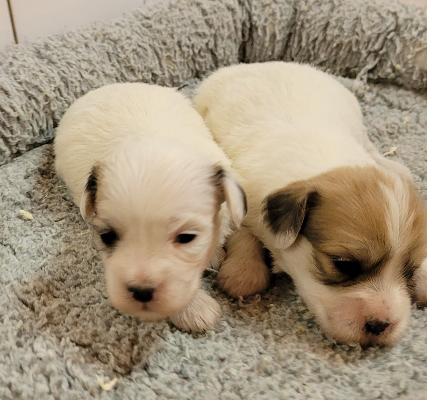 Des marais de courmont - Chiots disponibles - Coton de Tulear