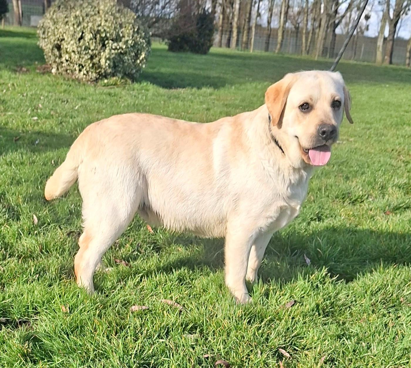 Des marais de courmont - Chiots disponibles - Labrador Retriever