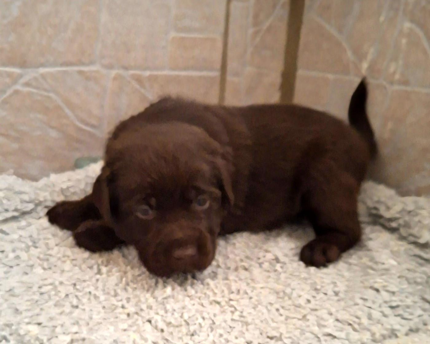 Des marais de courmont - Chiots disponibles - Labrador Retriever