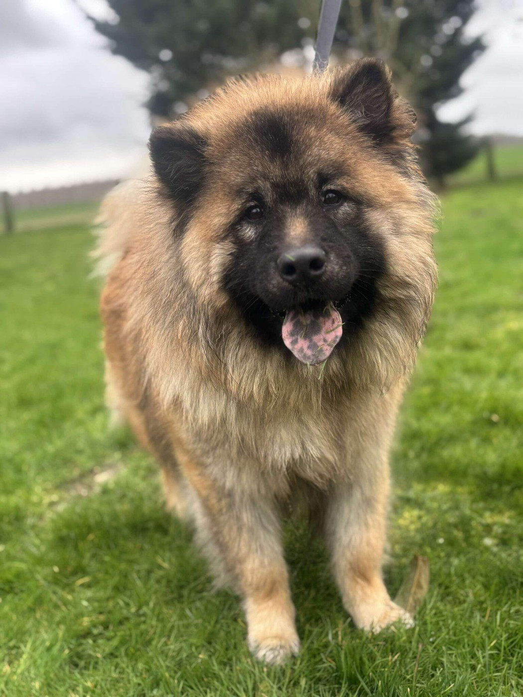 Des marais de courmont - Chiots disponibles - Eurasier