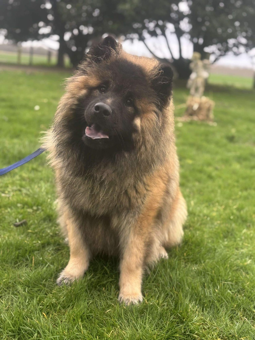 Des marais de courmont - Chiots disponibles - Eurasier