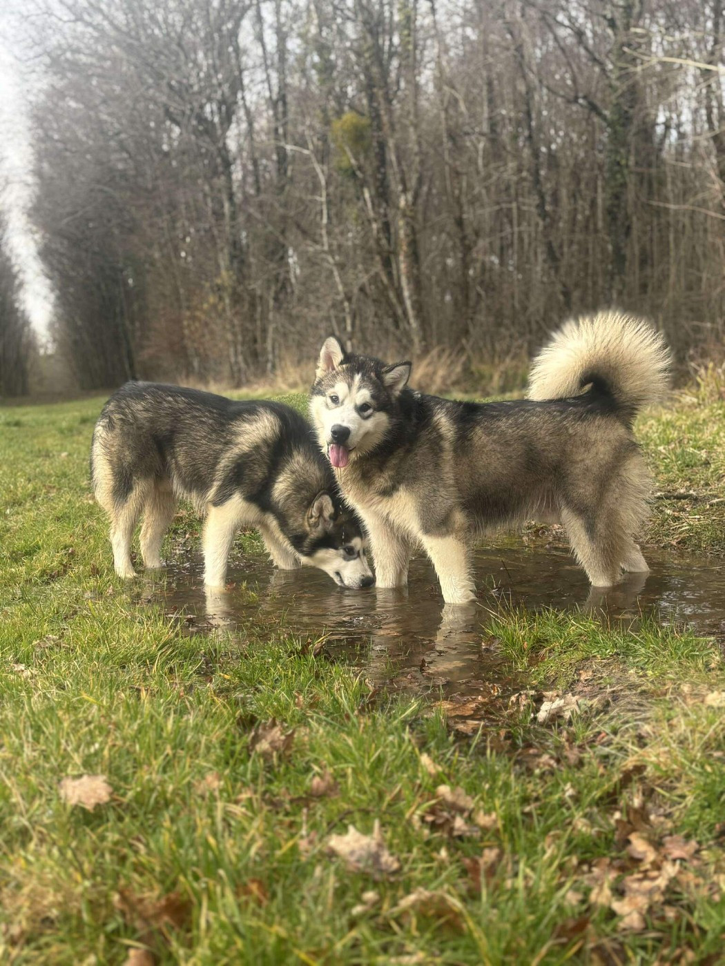 Des marais de courmont - Chiots disponibles - Alaskan Malamute