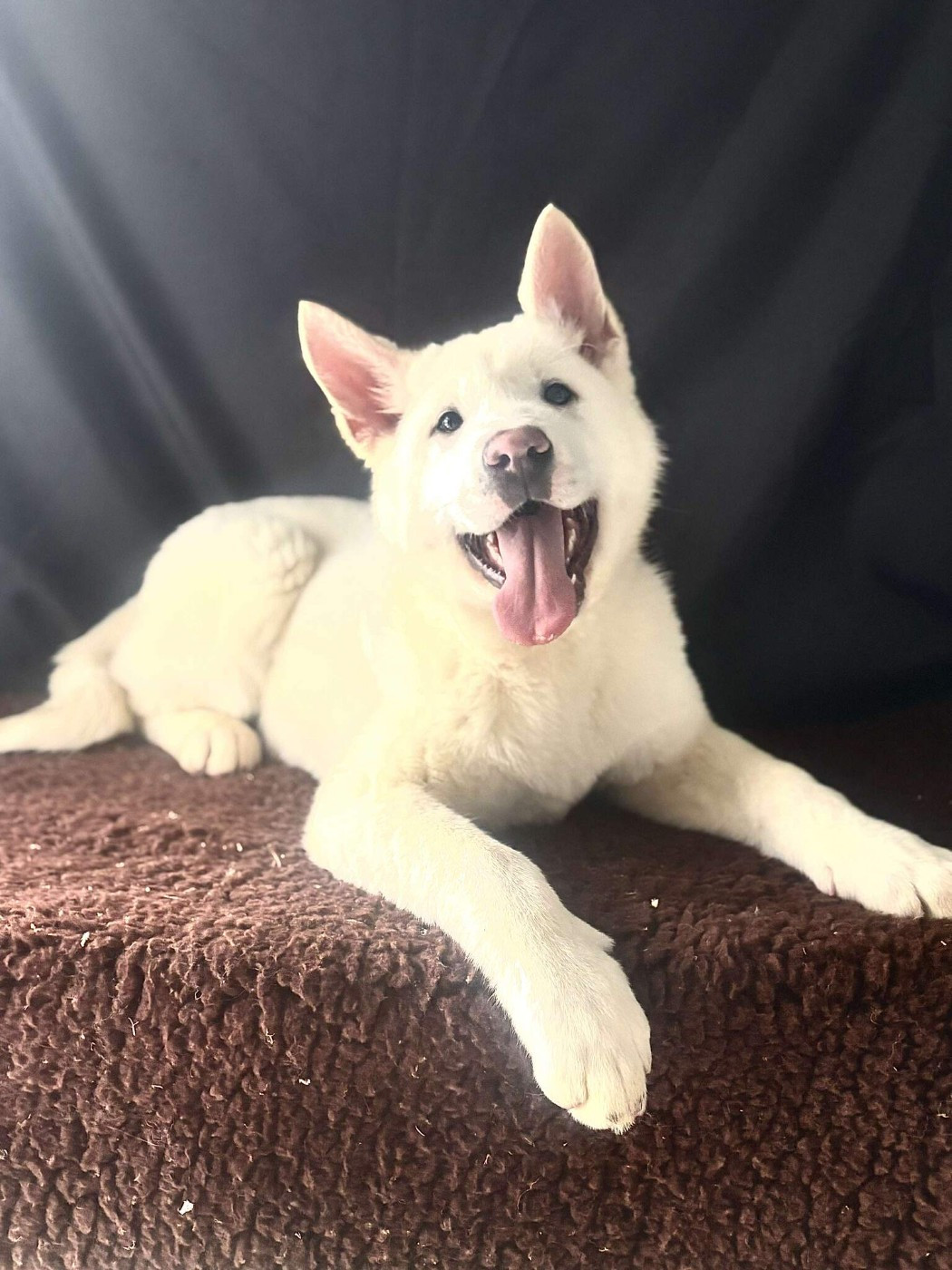 Des marais de courmont - Chiots disponibles - Akita americain