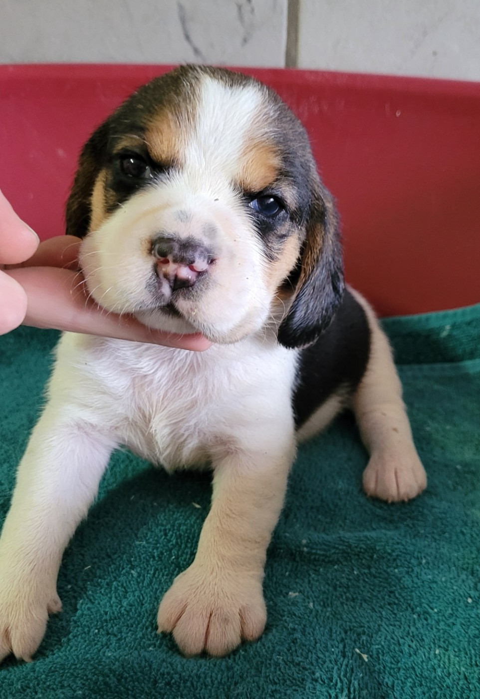 Des marais de courmont - Chiots disponibles - Beagle