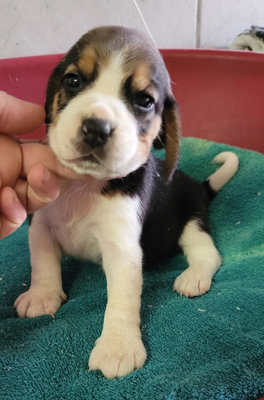 Des marais de courmont - Chiots disponibles - Beagle