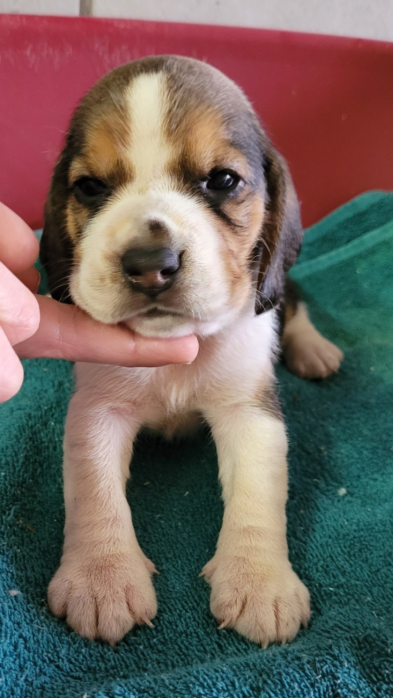 Des marais de courmont - Chiots disponibles - Beagle