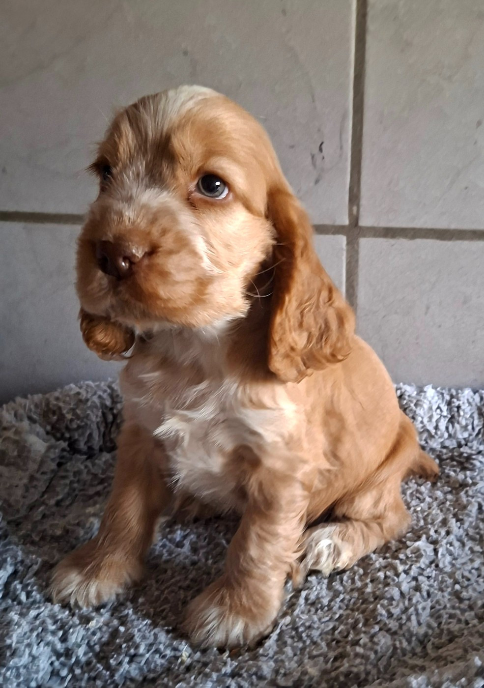 Des marais de courmont - Chiots disponibles - Cocker Spaniel Anglais