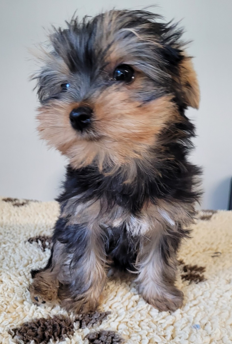 Des marais de courmont - Yorkshire Terrier - Portée née le 17/12/2025