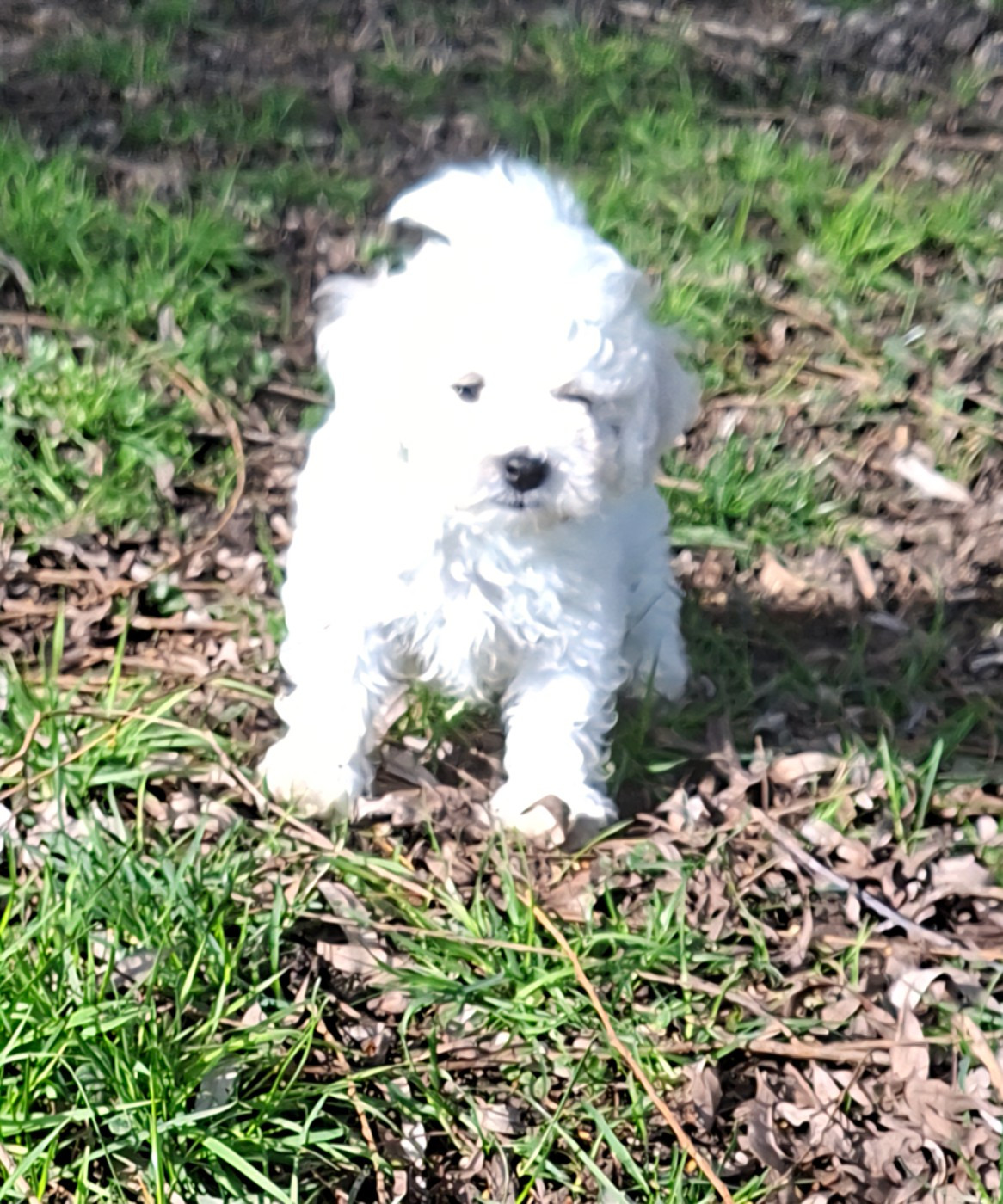 Des marais de courmont - Chiots disponibles - Bichon Frise
