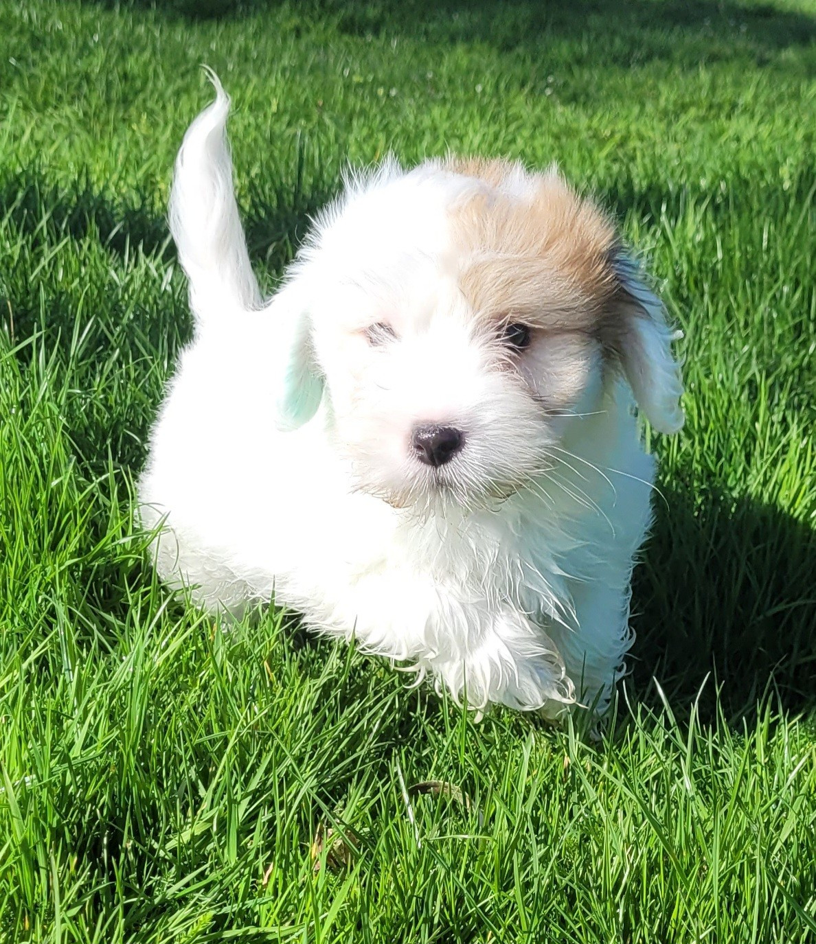 Des marais de courmont - Chiots disponibles - Coton de Tulear