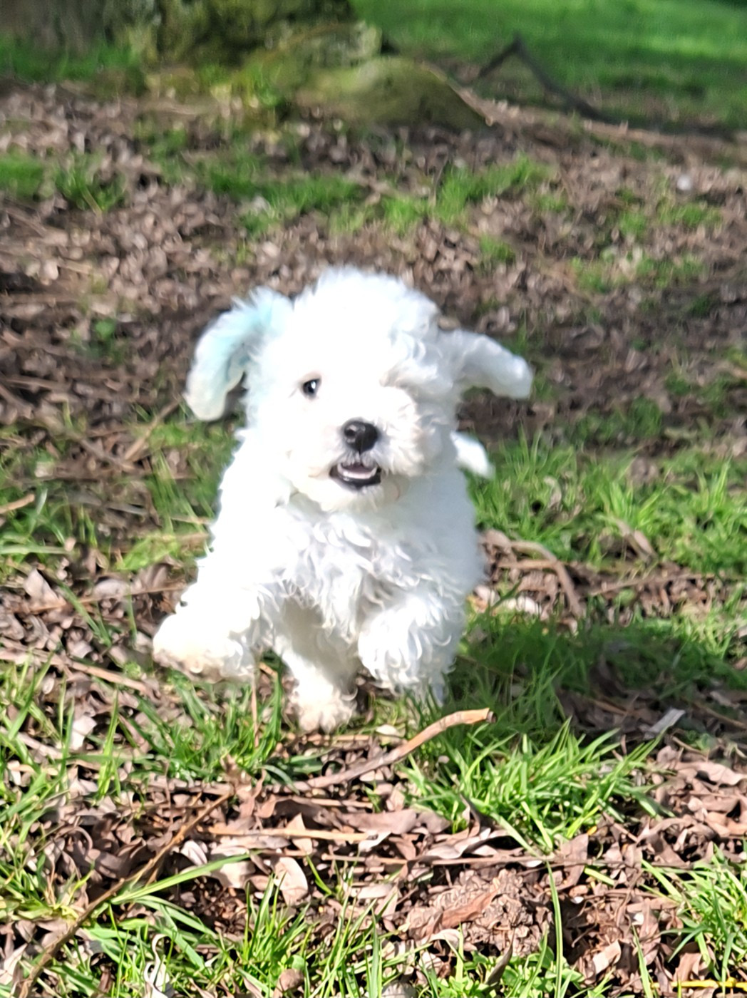 Des marais de courmont - Chiots disponibles - Bichon Frise