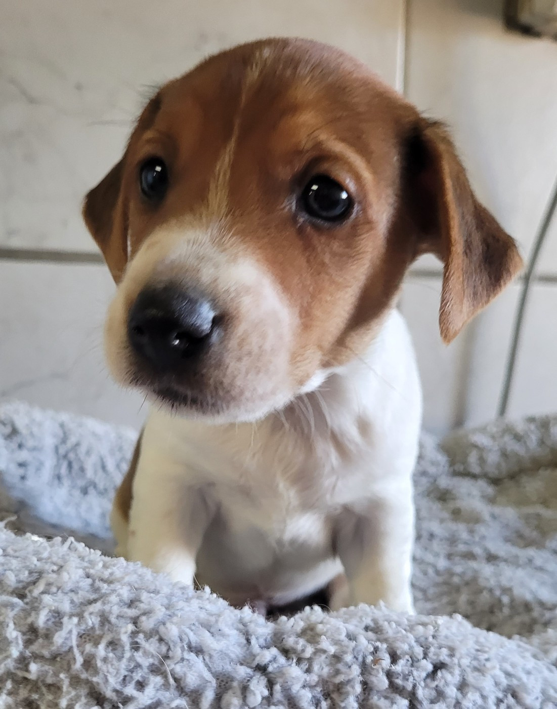 Des marais de courmont - Chiots disponibles - Jack Russell Terrier