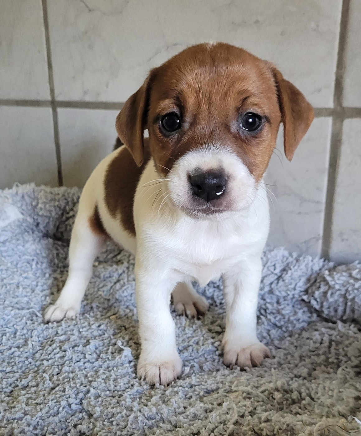 Des marais de courmont - Chiots disponibles - Jack Russell Terrier