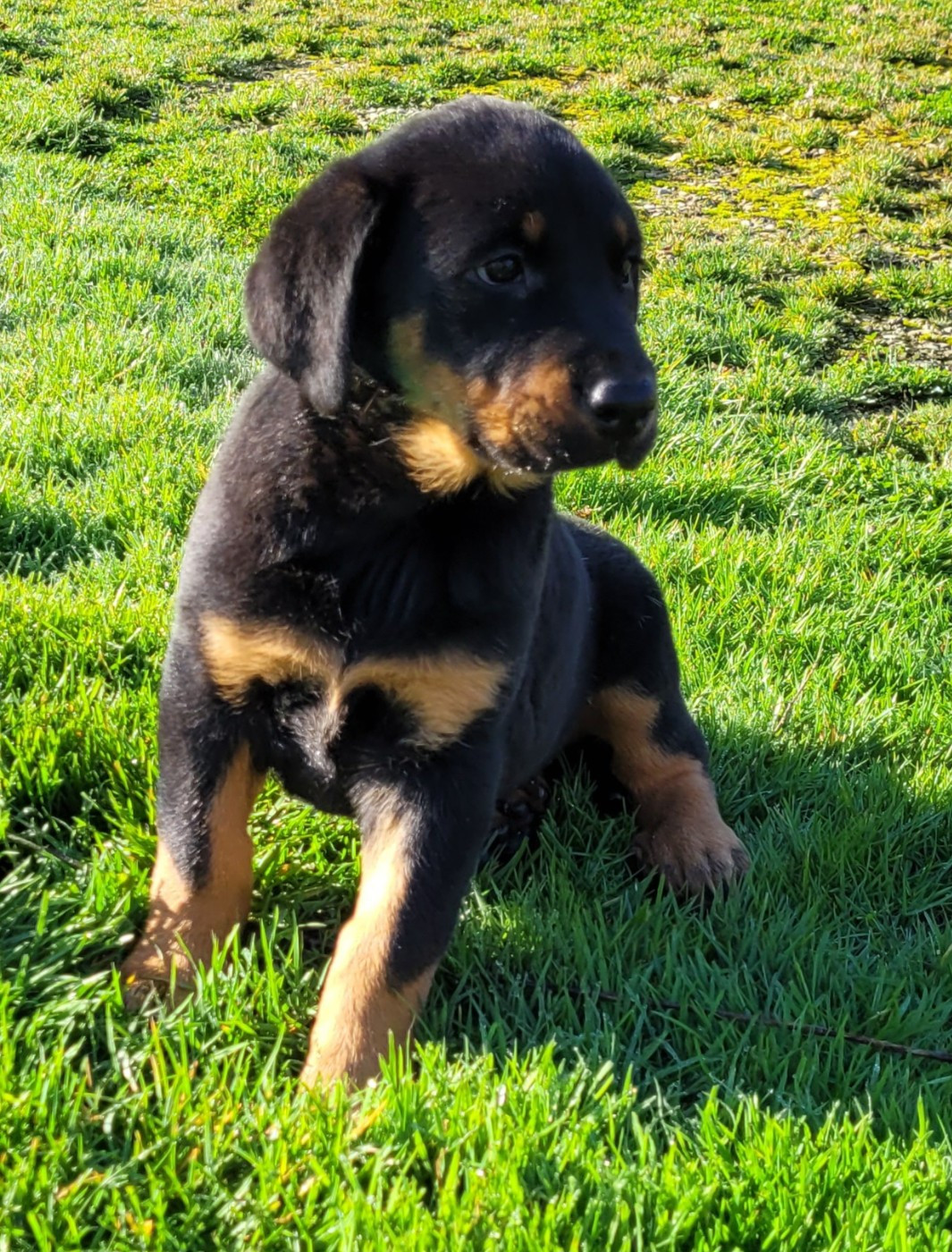 Des marais de courmont - Chiots disponibles - Berger de Beauce