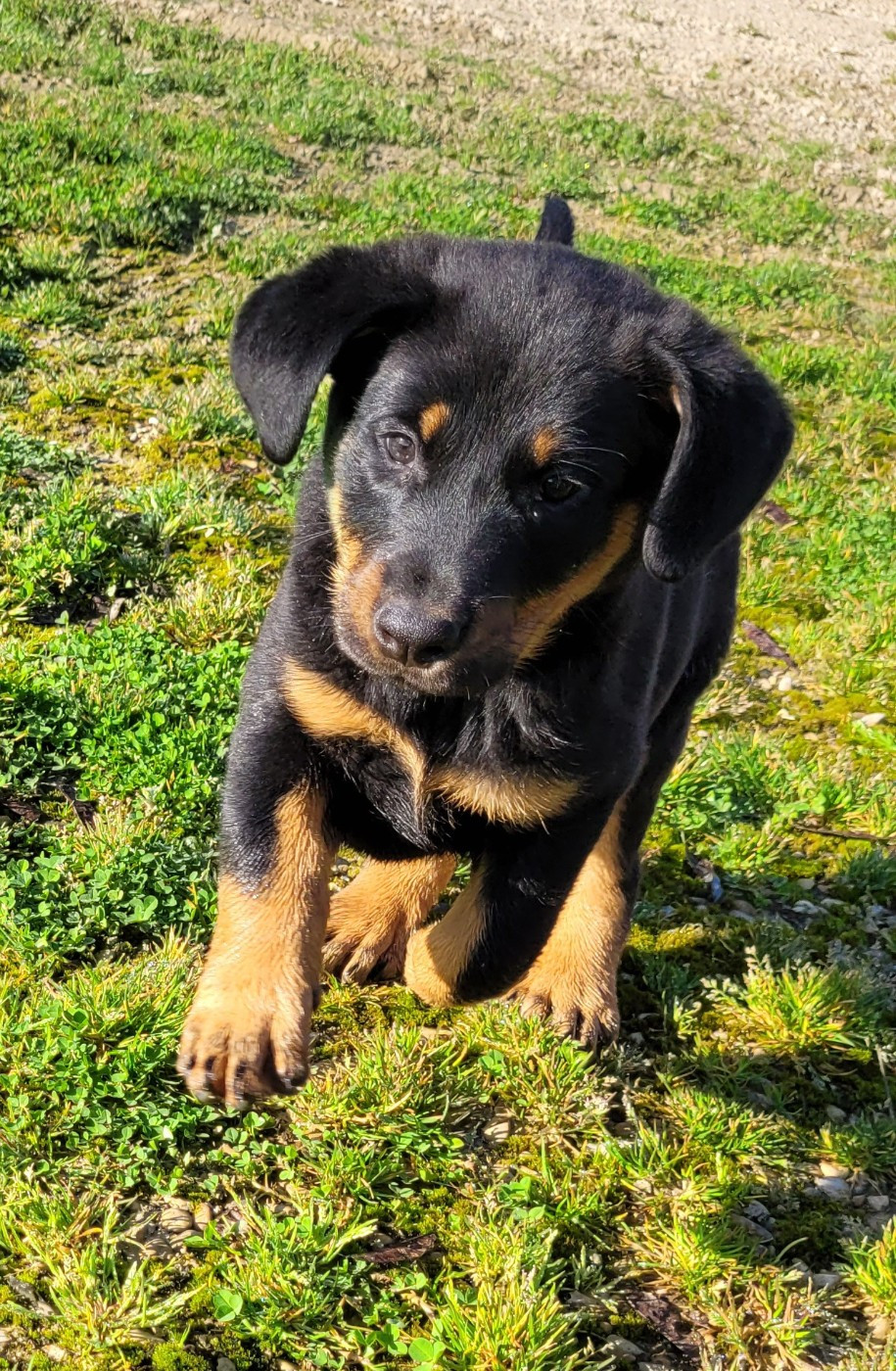 Des marais de courmont - Chiots disponibles - Berger de Beauce