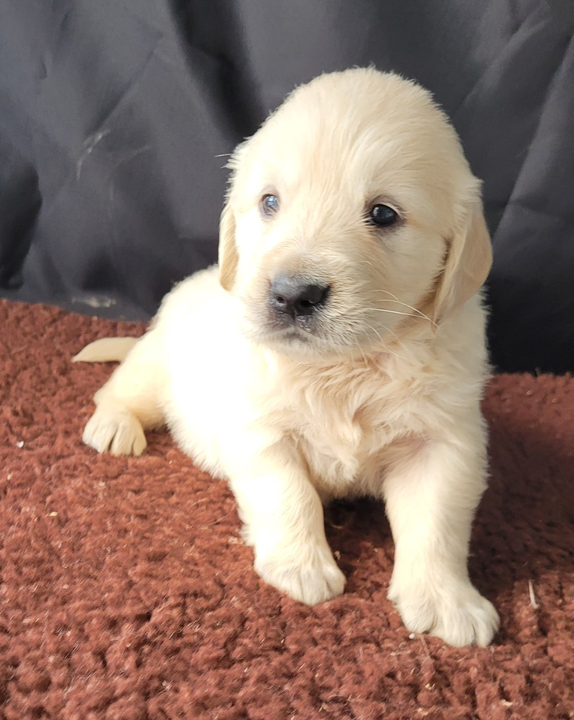 Des marais de courmont - Chiots disponibles - Golden Retriever