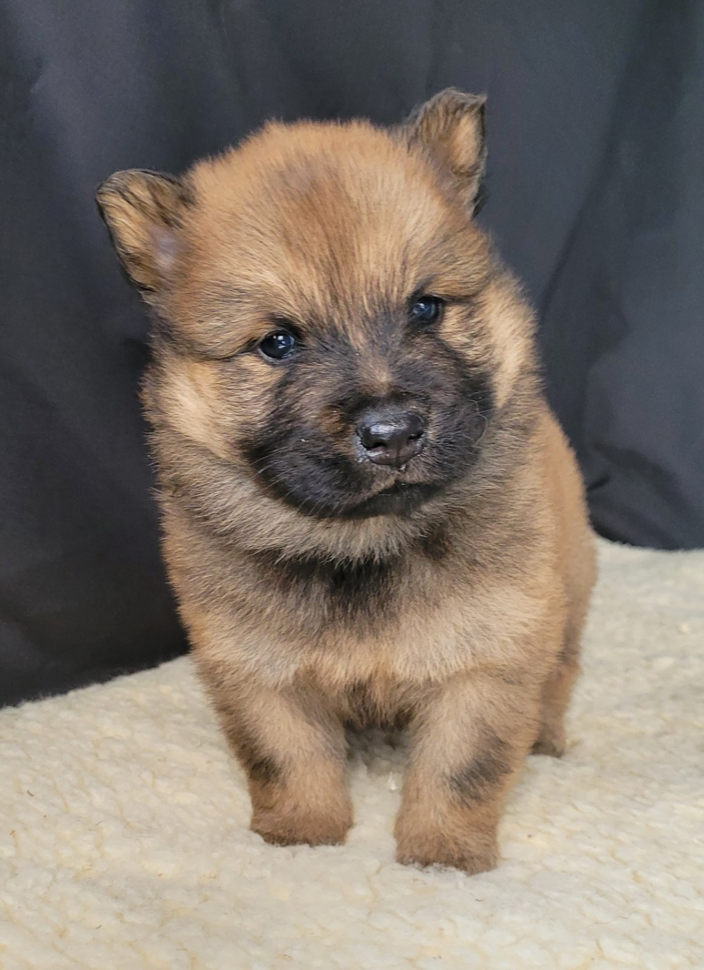 Des marais de courmont - Chiots disponibles - Eurasier