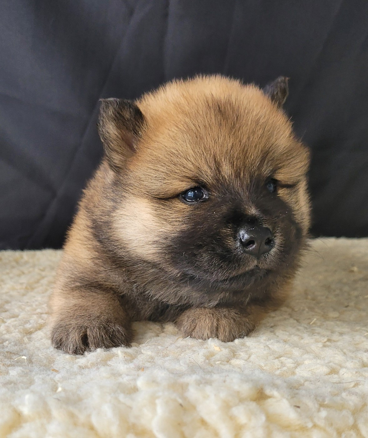 Des marais de courmont - Chiots disponibles - Eurasier