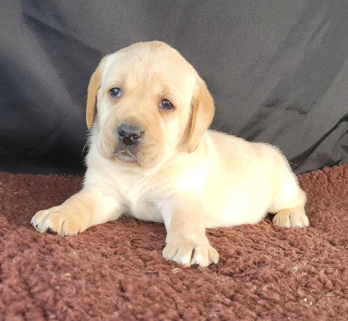 Des marais de courmont - Chiots disponibles - Labrador Retriever