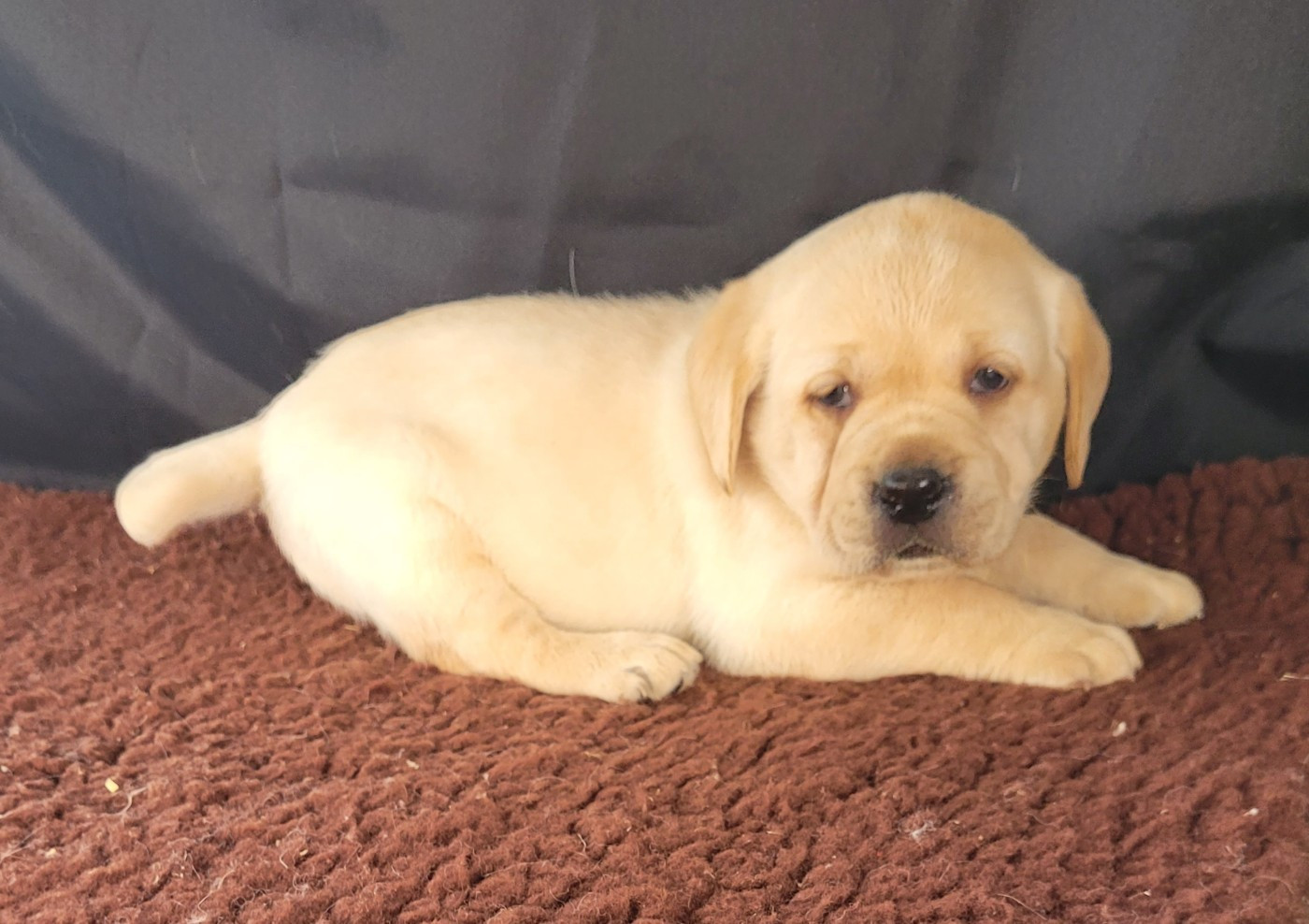 Des marais de courmont - Chiots disponibles - Labrador Retriever