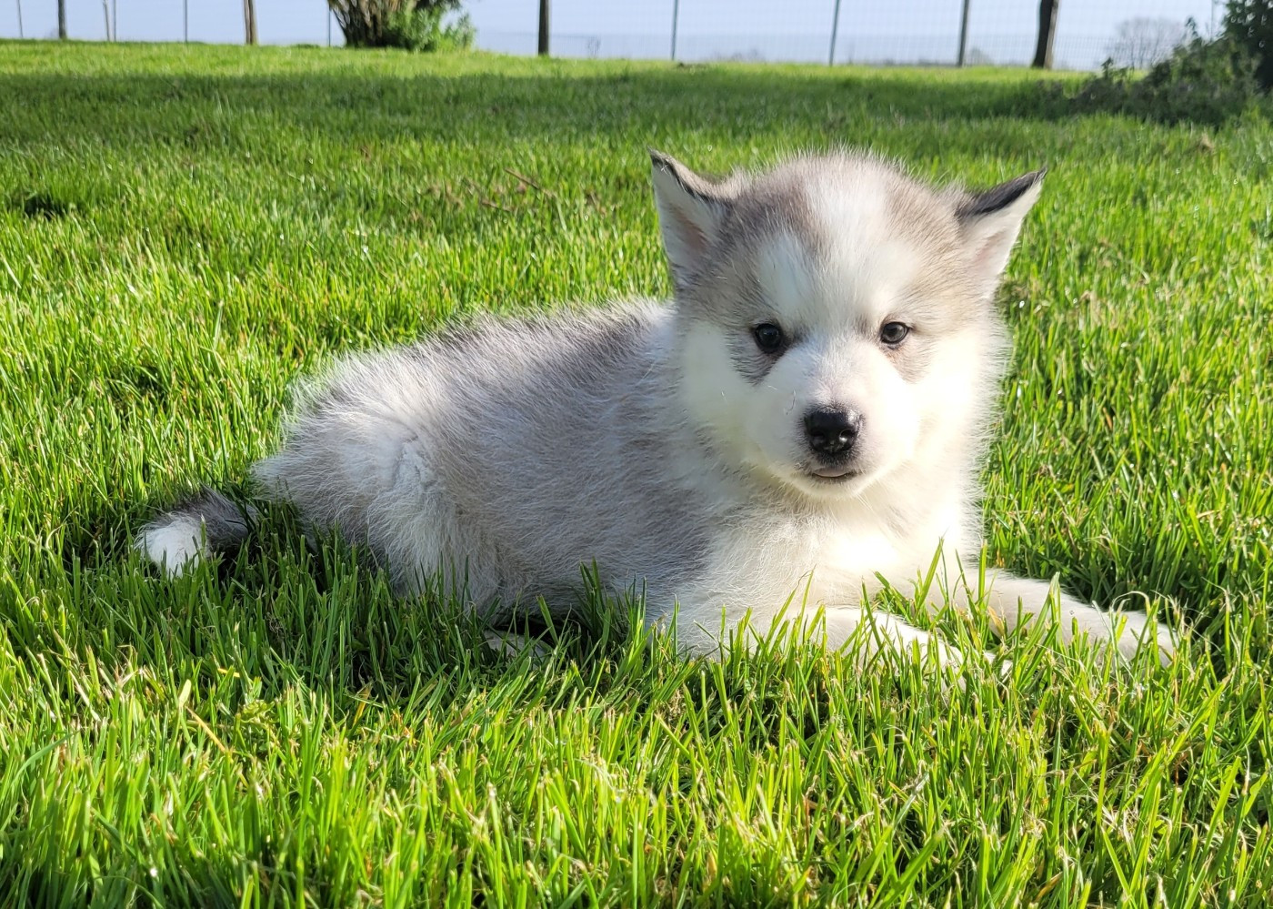 Des marais de courmont - Chiots disponibles - Alaskan Malamute