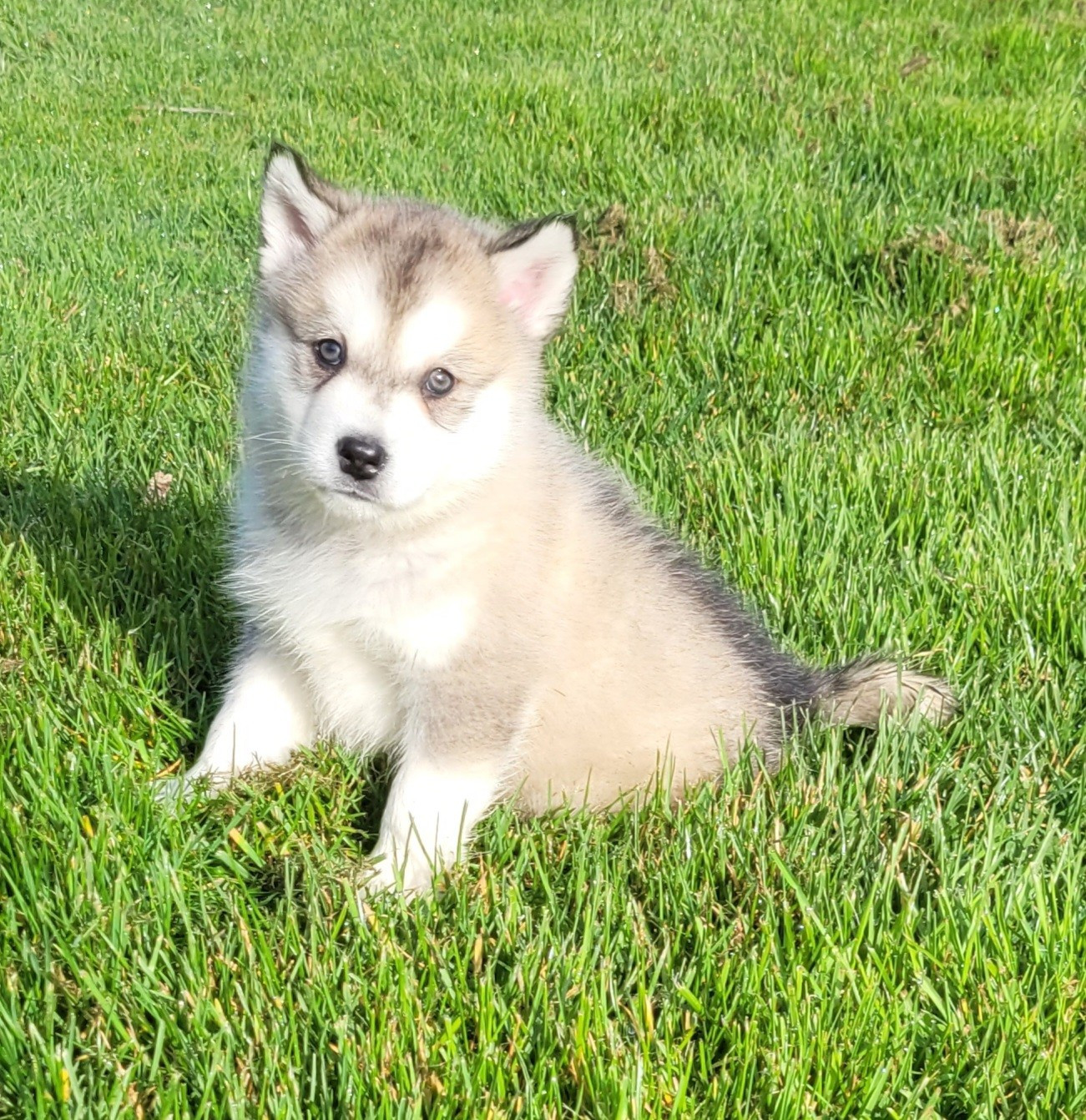 Des marais de courmont - Chiots disponibles - Alaskan Malamute