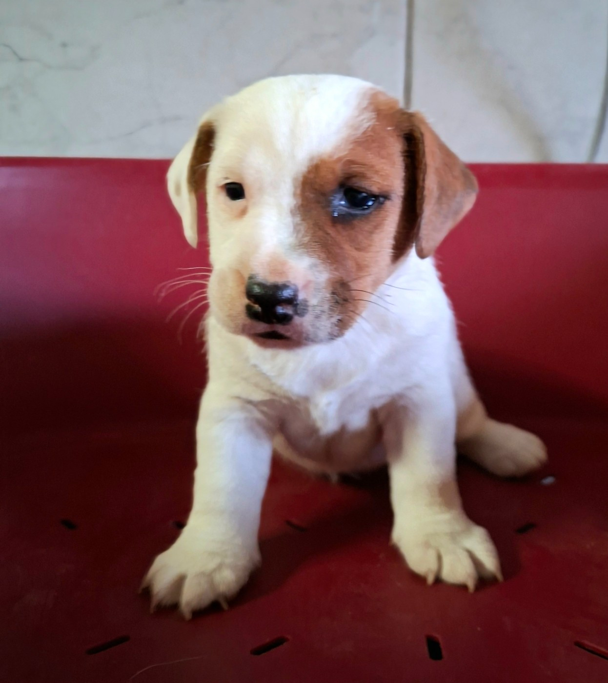 Des marais de courmont - Jack Russell Terrier - Portée née le 01/02/2026