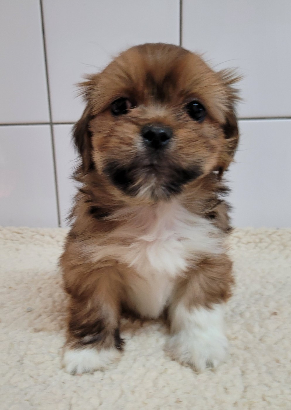 Des marais de courmont - Chiots disponibles - Lhassa Apso