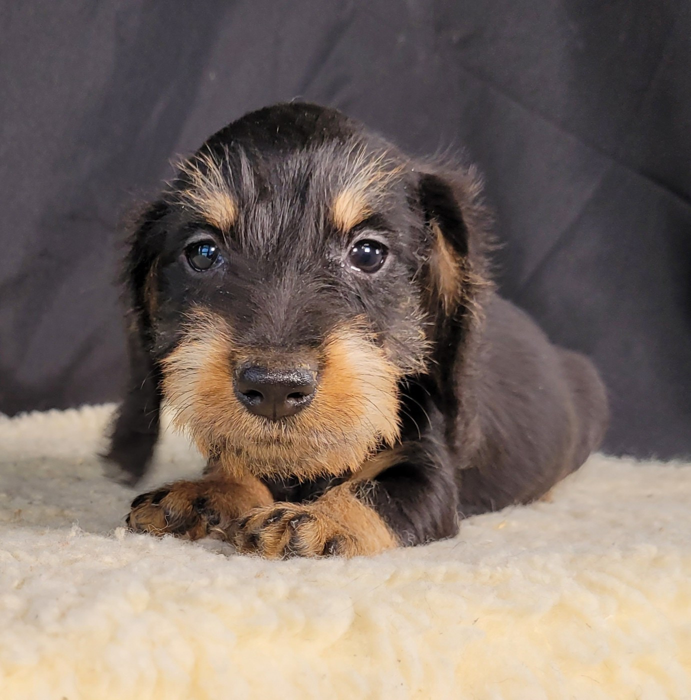 Des marais de courmont - Chiots disponibles - Teckel poil dur