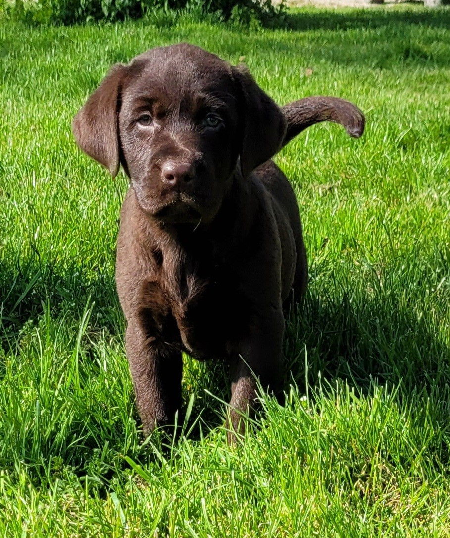 Des marais de courmont - Labrador Retriever - Portée née le 22/01/2026