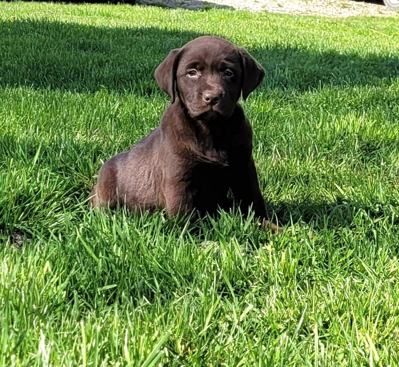 Des marais de courmont - Chiots disponibles - Labrador Retriever