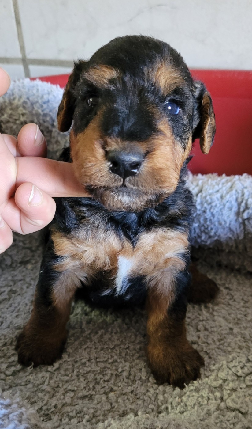 Des marais de courmont - Chiots disponibles - Welsh Terrier