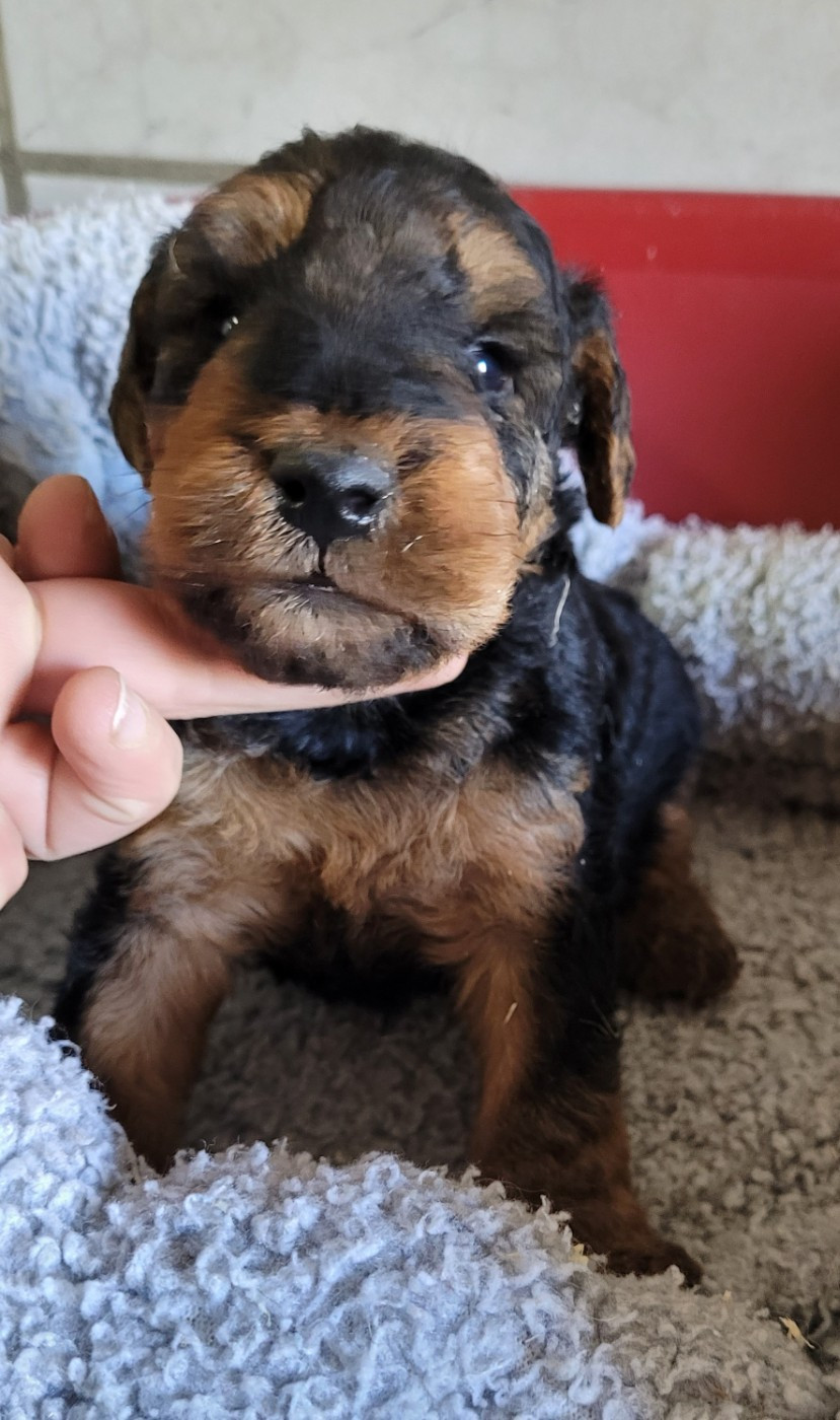 Des marais de courmont - Chiots disponibles - Welsh Terrier
