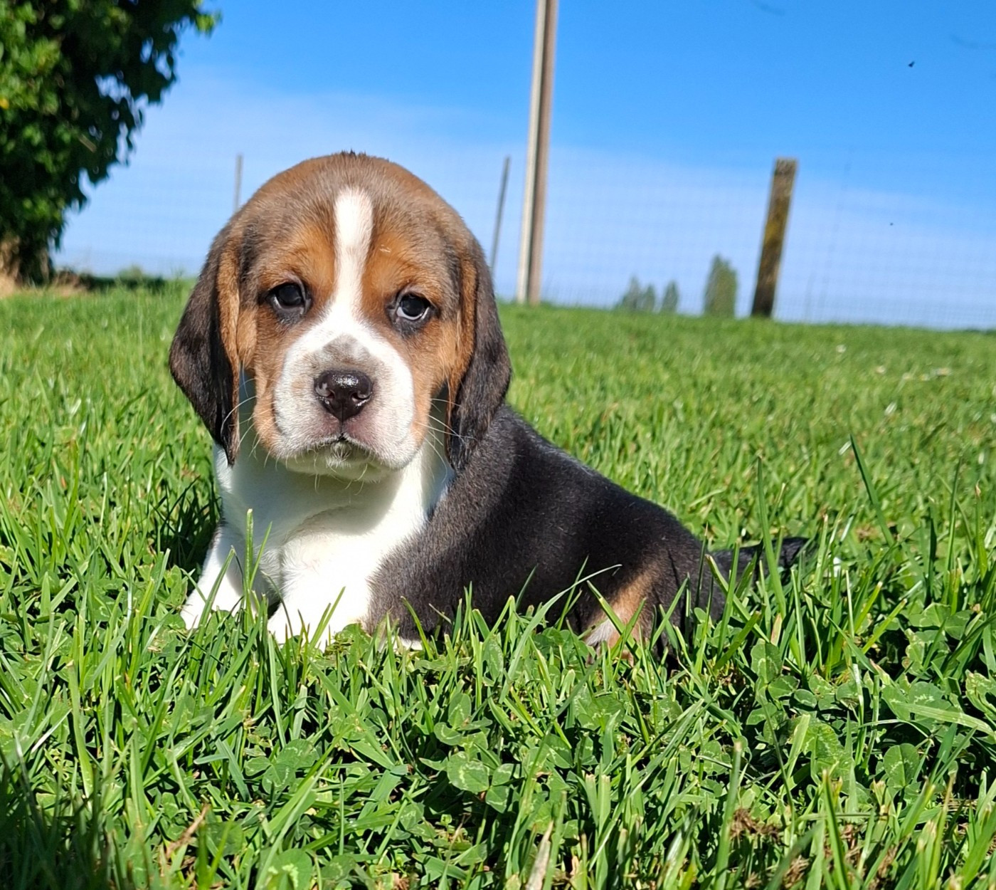 Des marais de courmont - Chiots disponibles - Beagle