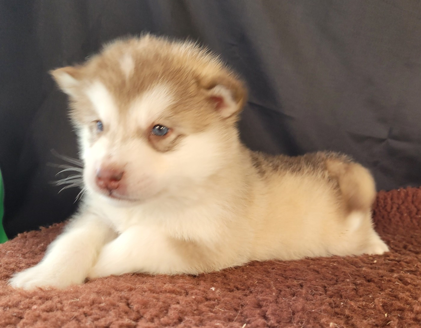 Des marais de courmont - Alaskan Malamute - Portée née le 11/02/2026