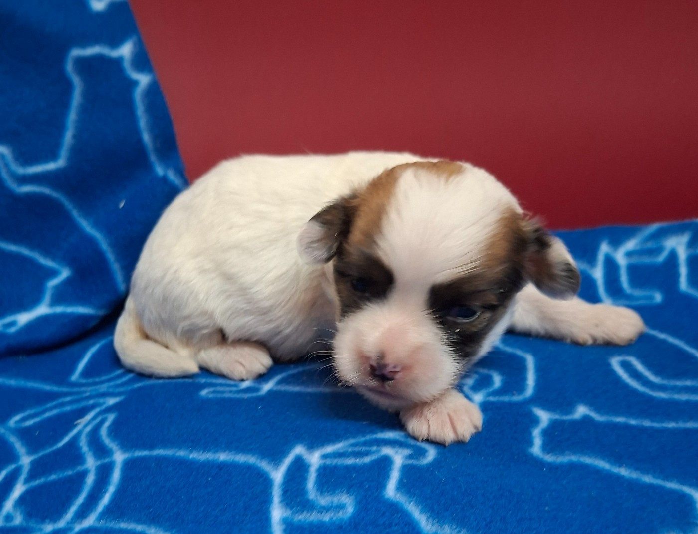 Des marais de courmont - Chiots disponibles - Coton de Tulear